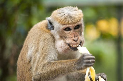 pictures of monkeys eating bananas